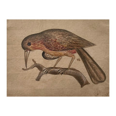 Traditional Indian Bird Miniature Painting Paintings