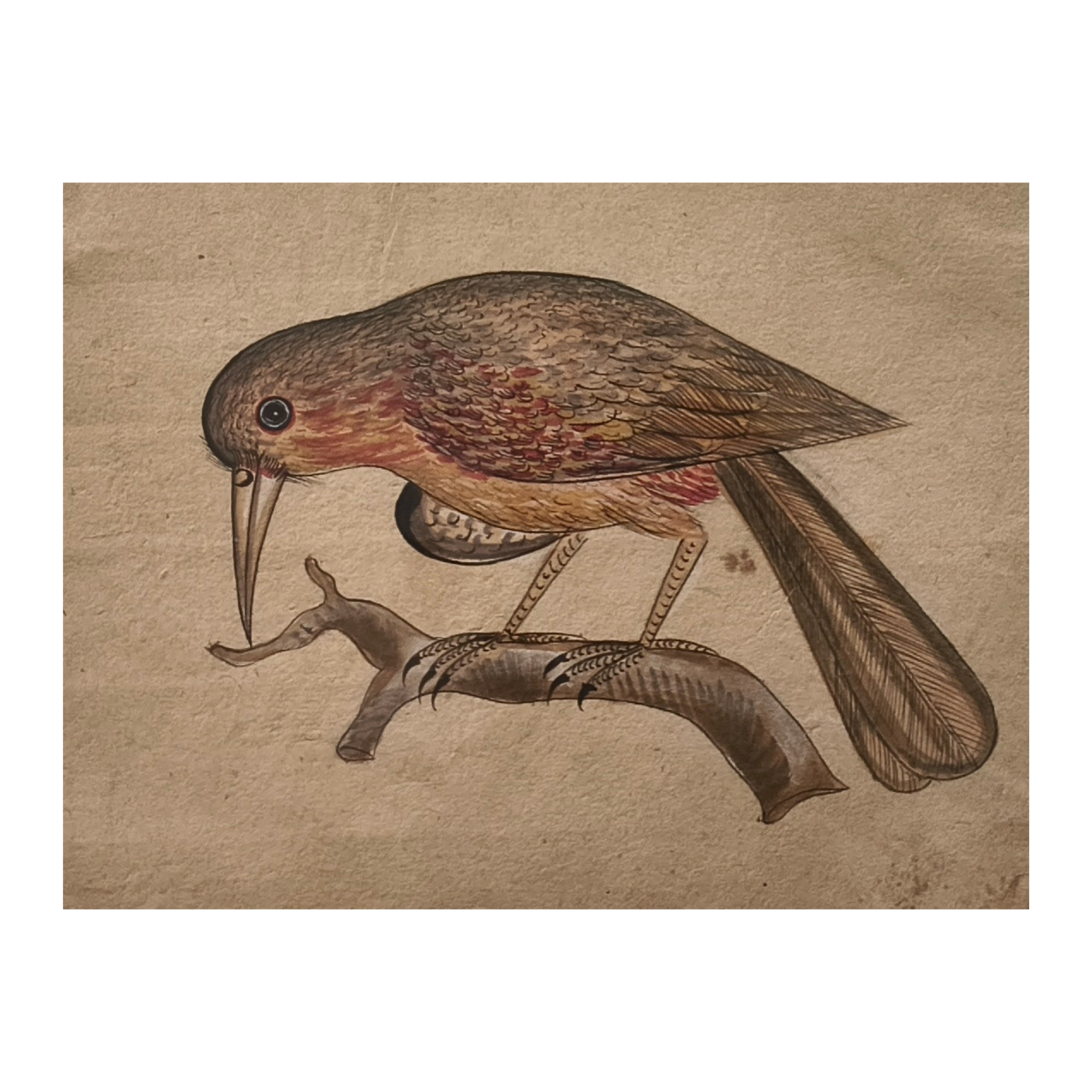 Traditional Indian Bird Miniature Painting