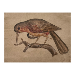 Traditional Indian Bird Miniature Painting