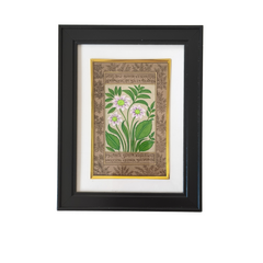 A Botanical Study in Miniature - The White-Flowered Plant
